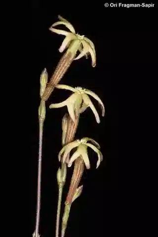 نبات السيليني leucophylla في بيئته الطبيعية