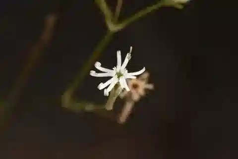 نبات السيليني linearis في بيئته الطبيعية