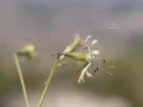 نبات السيليني longipetala في بيئته الطبيعية