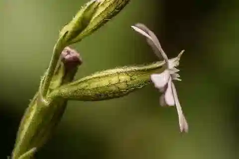 نبات السيليني nocturna var. nocturna في بيئته الطبيعية