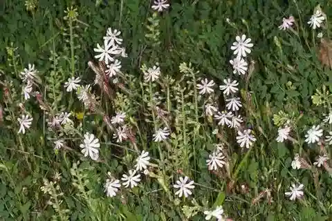 نبات السيليني oliveriana في بيئته الطبيعية