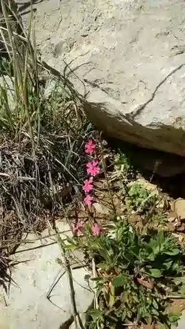 نبات السيليني palaestina في بيئته الطبيعية