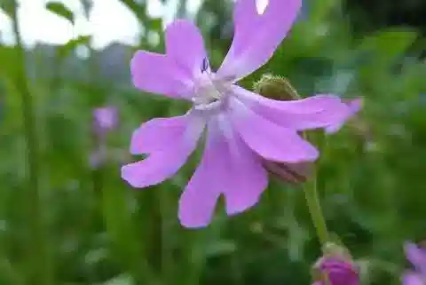 نبات السيليني pendula في بيئته الطبيعية