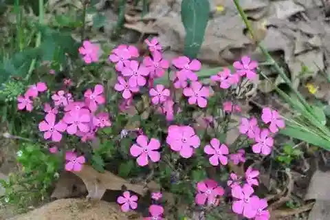 نبات السيليني pseudoatocion في بيئته الطبيعية