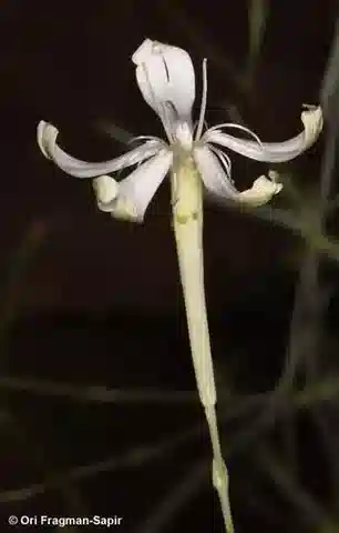 نبات السيليني schimperiana في بيئته الطبيعية