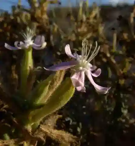 نبات السيليني succulenta subsp. succulenta في بيئته الطبيعية