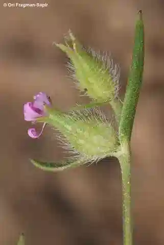 نبات السيليني tridentata في بيئته الطبيعية
