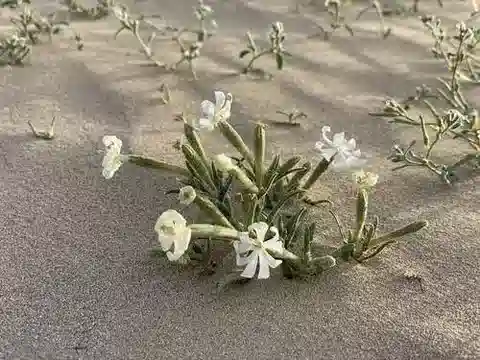 نبات السيليني villosa var. erecta في بيئته الطبيعية