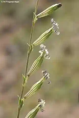 نبات السيليني vivianii subsp. vivianii في بيئته الطبيعية
