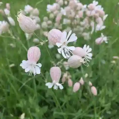 نبات السيليني vulgaris في بيئته الطبيعية