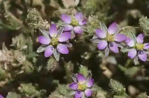 نبات السبرجولاريا bocconei في بيئته الطبيعية