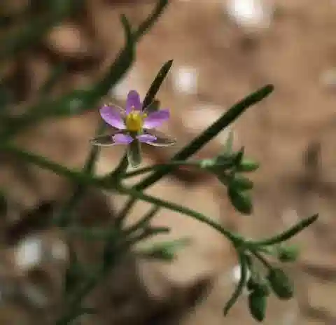 نبات السبرجولاريا diandra في بيئته الطبيعية