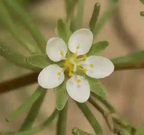 نبات السبرجولاريا flaccida في بيئته الطبيعية