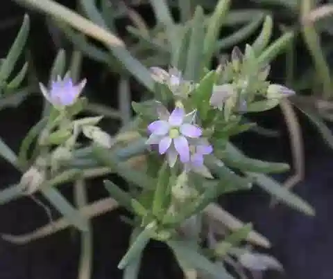 نبات السبرجولاريا marina var. densiflora في بيئته الطبيعية