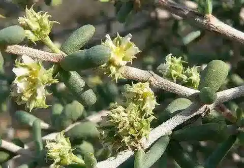 نبات السفيروكوما hookeri subsp. intermedia في بيئته الطبيعية