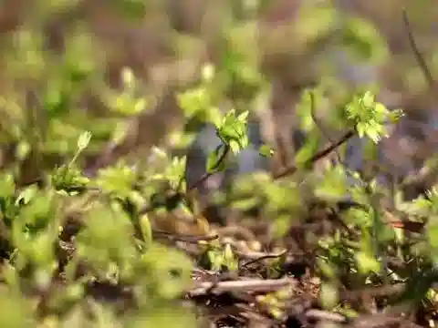 نبات النجمية apetala في بيئته الطبيعية