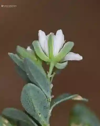 نبات التليفيم imperati subsp. orientale في بيئته الطبيعية