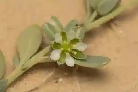 نبات التليفيم sphaerospermum var. racemosa في بيئته الطبيعية
