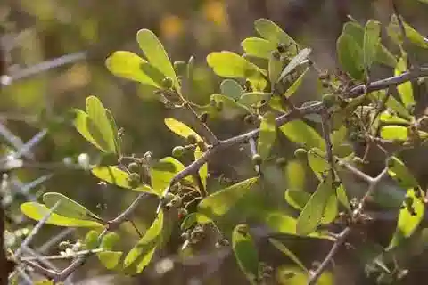 نبات الجيمنوسبوريا senegalensis في بيئته الطبيعية
