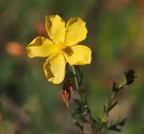 نبات Fumana arabica في بيئته الطبيعية