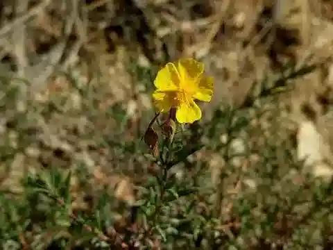 نبات Fumana thymifolia في بيئته الطبيعية