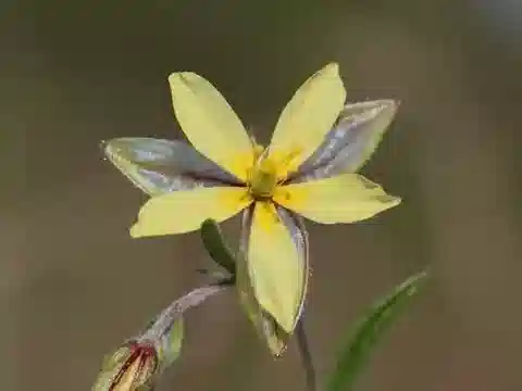 نبات الشمسية aegyptiacum في بيئته الطبيعية