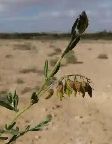 نبات الشمسية kahiricum في بيئته الطبيعية