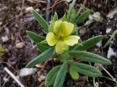 نبات الشمسية ledifolium subsp. ledifolium في بيئته الطبيعية