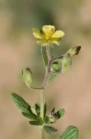 نبات الشمسية salicifolium var. salicifolium في بيئته الطبيعية