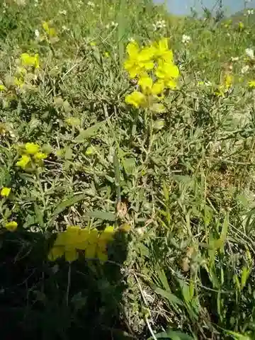 نبات الشمسية stipulatum في بيئته الطبيعية