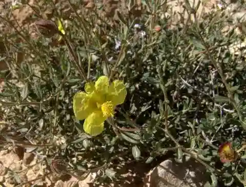 نبات الشمسية ventosum في بيئته الطبيعية