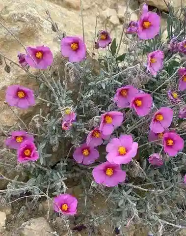 نبات الشمسية vesicarium في بيئته الطبيعية