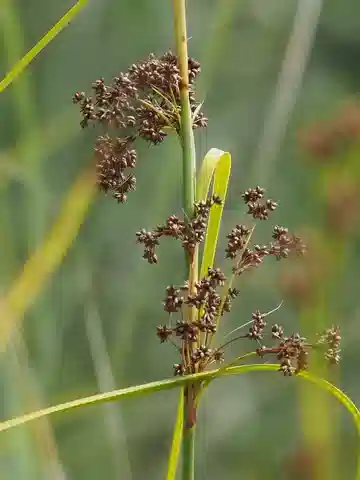 نبات الكلاديوم المستنقعي النموذجي في بيئته الطبيعية