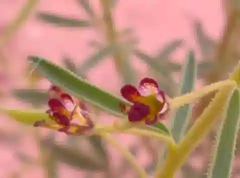 نبات الكلوم africana في بيئته الطبيعية