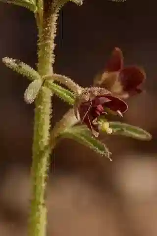 نبات الكلوم amblyocarpa في بيئته الطبيعية