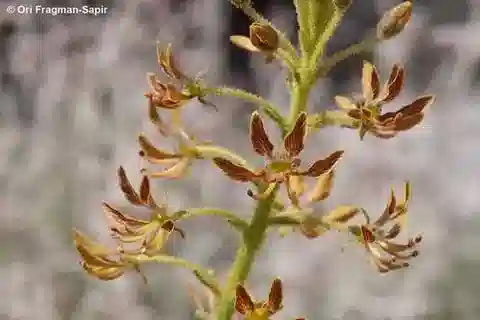 نبات الكلوم arabica في بيئته الطبيعية