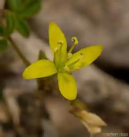 نبات الكلوم brachycarpa في بيئته الطبيعية