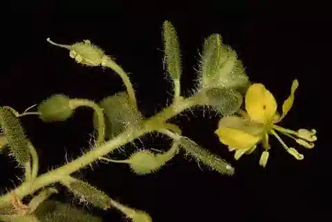 نبات الكلوم chrysantha في بيئته الطبيعية