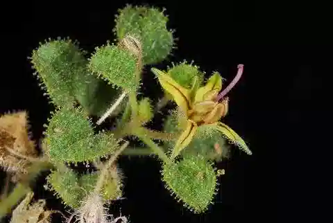 نبات الكلوم droserifolia في بيئته الطبيعية