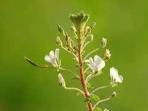 نبات الكلوم gynandra في بيئته الطبيعية