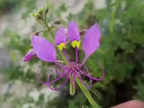 نبات الكلوم hanburyana في بيئته الطبيعية