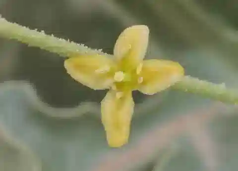 نبات الكلوم pallida في بيئته الطبيعية