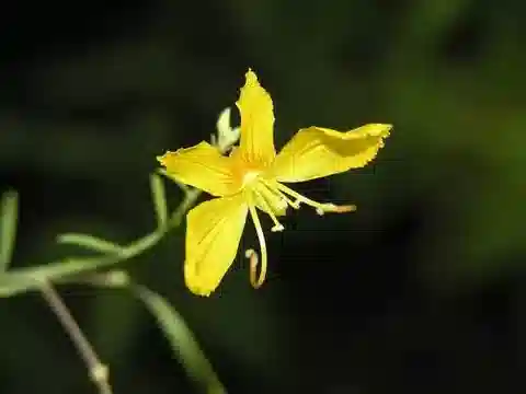 نبات الكلوم paradoxa في بيئته الطبيعية