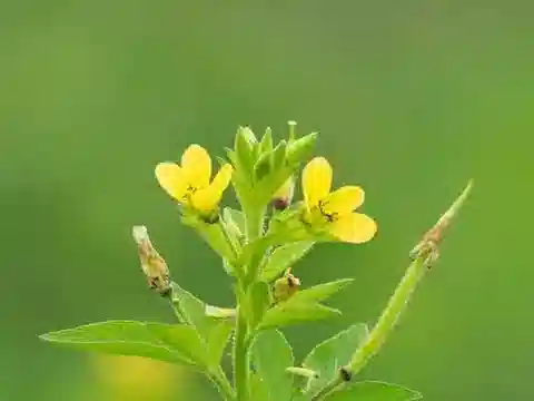نبات الكلوم viscosa var. viscosa في بيئته الطبيعية