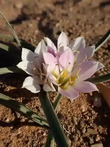 نبات اللحلاح النجيلي في بيئته الطبيعية