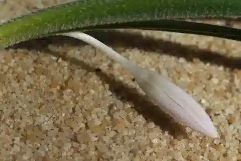نبات لحلاح جوسفلت في بيئته الطبيعية