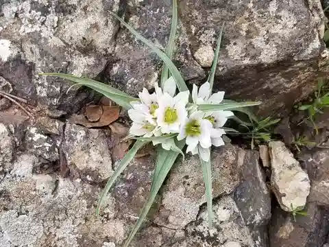 نبات اللحلاح الفلسطيني في بيئته الطبيعية