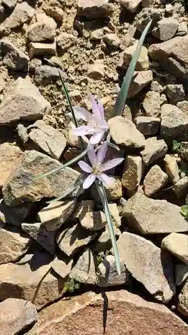 نبات لحلاح شيمبر في بيئته الطبيعية