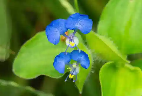 نبات الكوميلينا البنغالية في بيئته الطبيعية