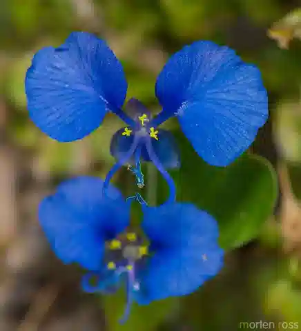 نبات كوميلينا فورسكول في بيئته الطبيعية